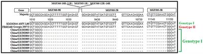 Molecular Characterization of African Swine Fever Virus From 2019-2020 Outbreaks in Guangxi Province, Southern China